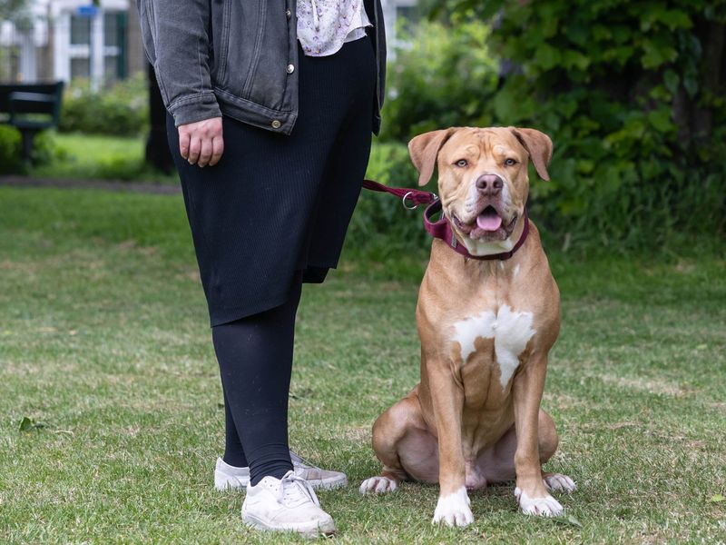 Baxter the Mastiff Cross enjoys a walk in the park with his owner