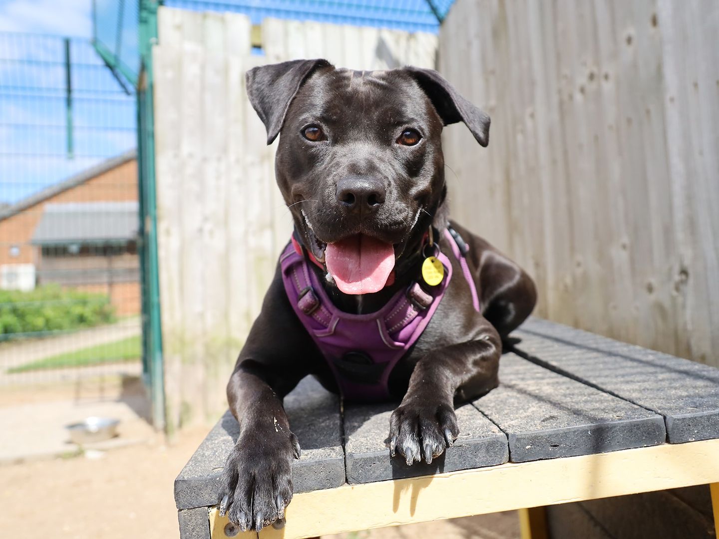 A black staffordshire bull terrier dog sitting on a black and yellow agility platform