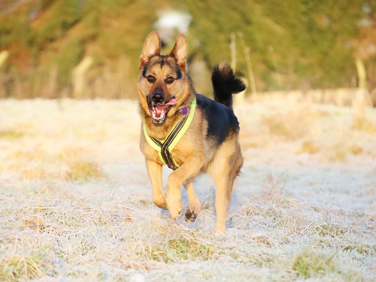 Buster a black and tan German Shepherd, running through a frosty winter field with his tongue out at Dogs Trust Leeds