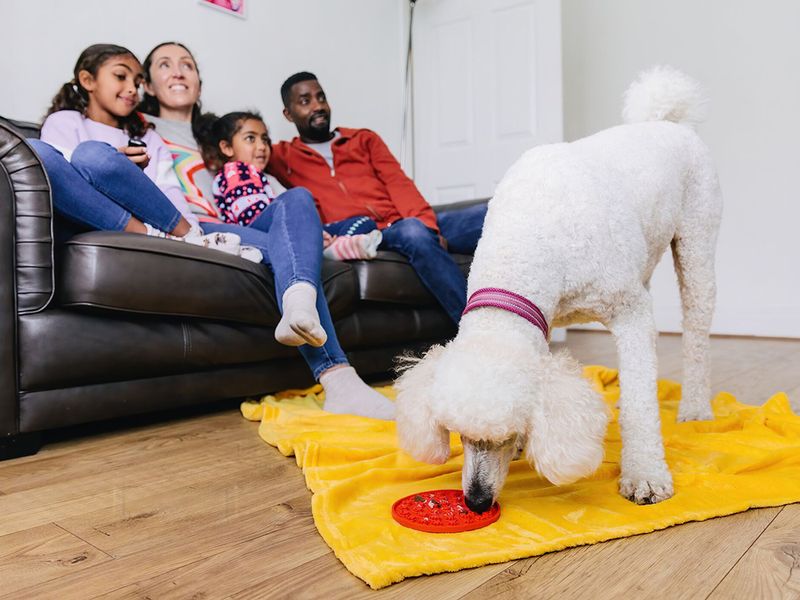 Chereka the Poodle enjoying a lick mat with her family