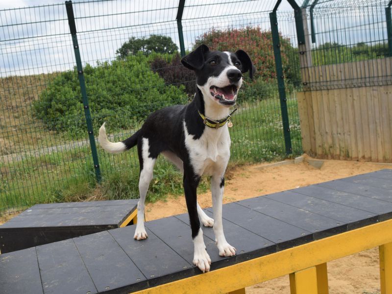 A black and white coloured crossbreed dog standing on a black and yellow agility platform