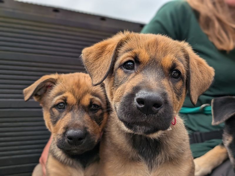 Two brindle-coloured puppies sitting outside with a Dogs Trust canine carer. 
