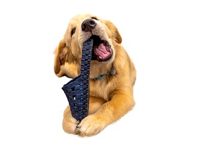 Dog chewing a slipper