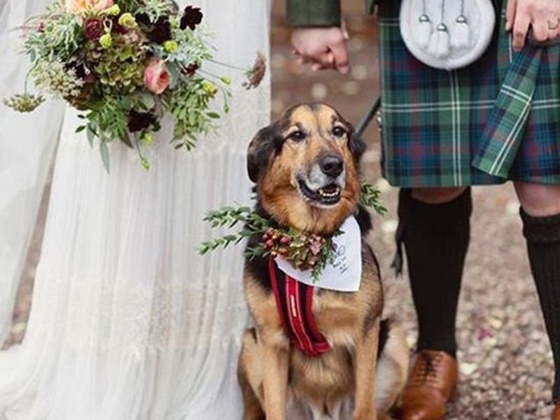 dog wedding 
