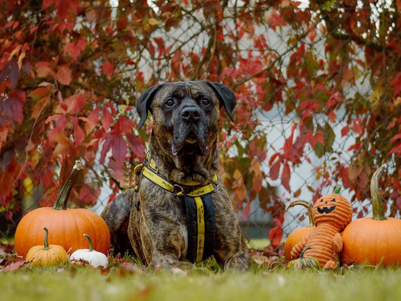 Drogo a large brindle Cane Corso wearing a yellow branded dogs trust harness, sitting amongst pumpkins behind a red leaf backdrop
