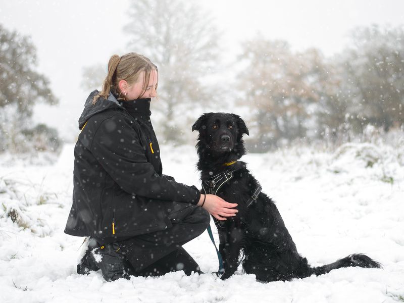 Freddie the Crossbreed in a snowy wooded area with his Canine Carer.