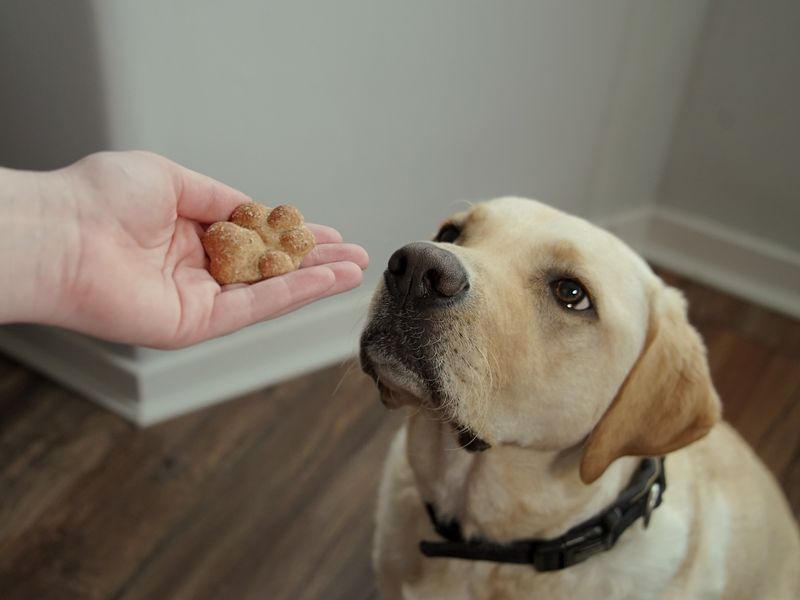 A golden Labrador looking at a paw shaped biscuit in someone's hand near it's face