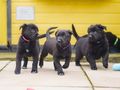 Finding a good, responsible breeder