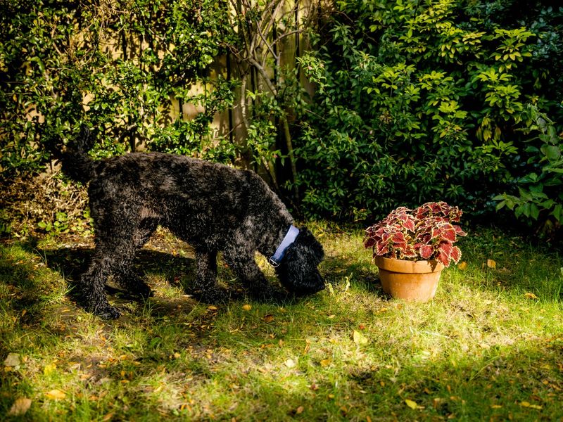 Black spaniel dog sniffing around green grass, next to a planted pot.