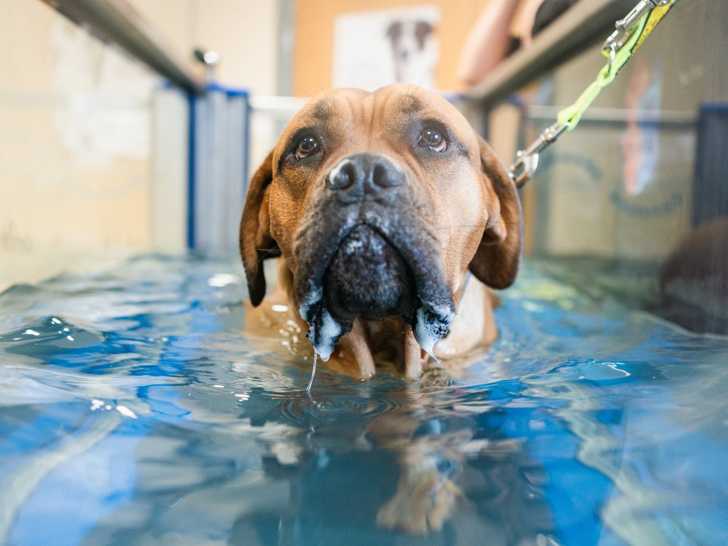 Jacob an adult tan mastiff type dog, looking at the camera in a hydrotherapy pool