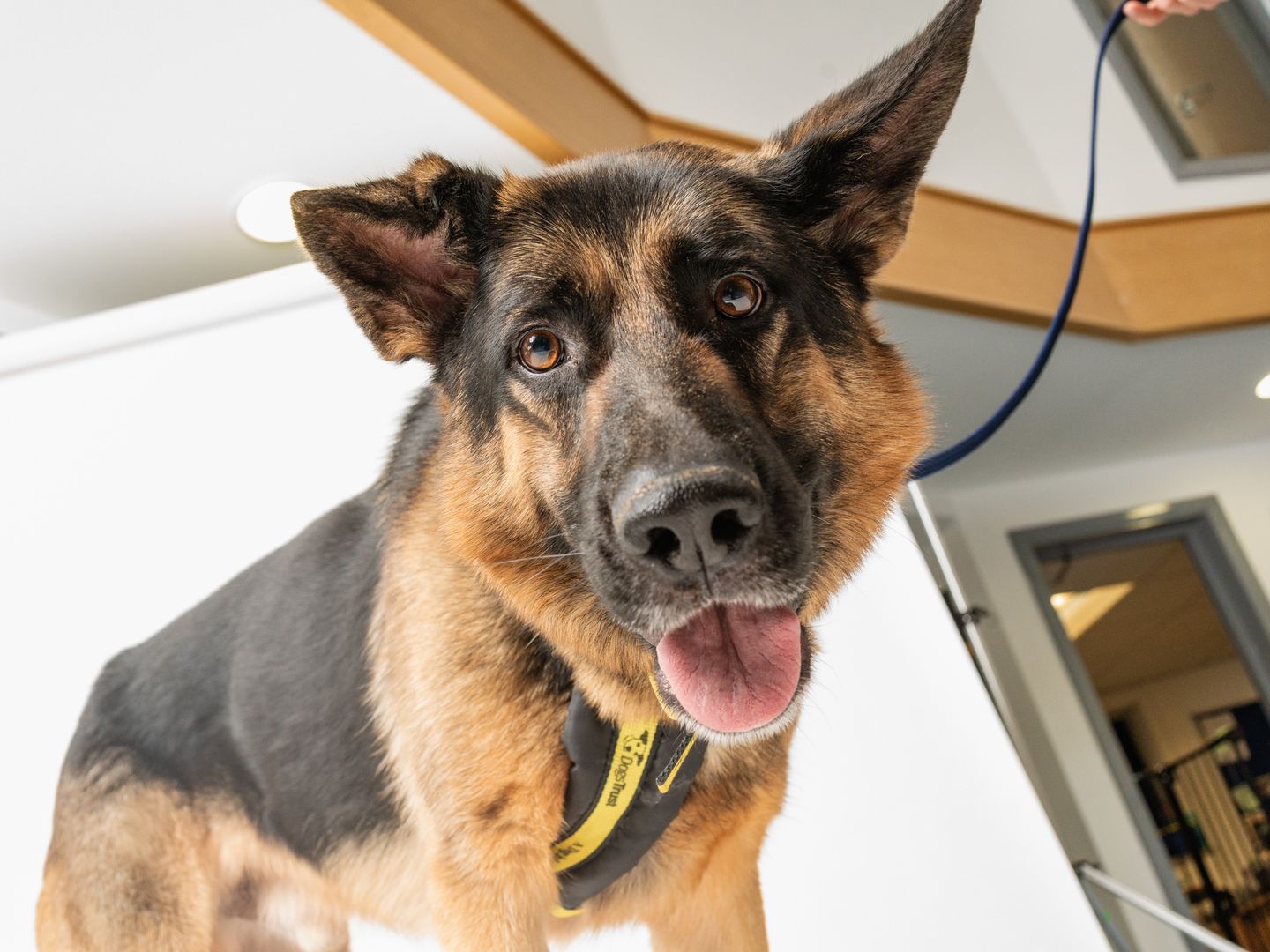 Kilo an adult black and tan german shepherd looking down at the camera with his tongue out