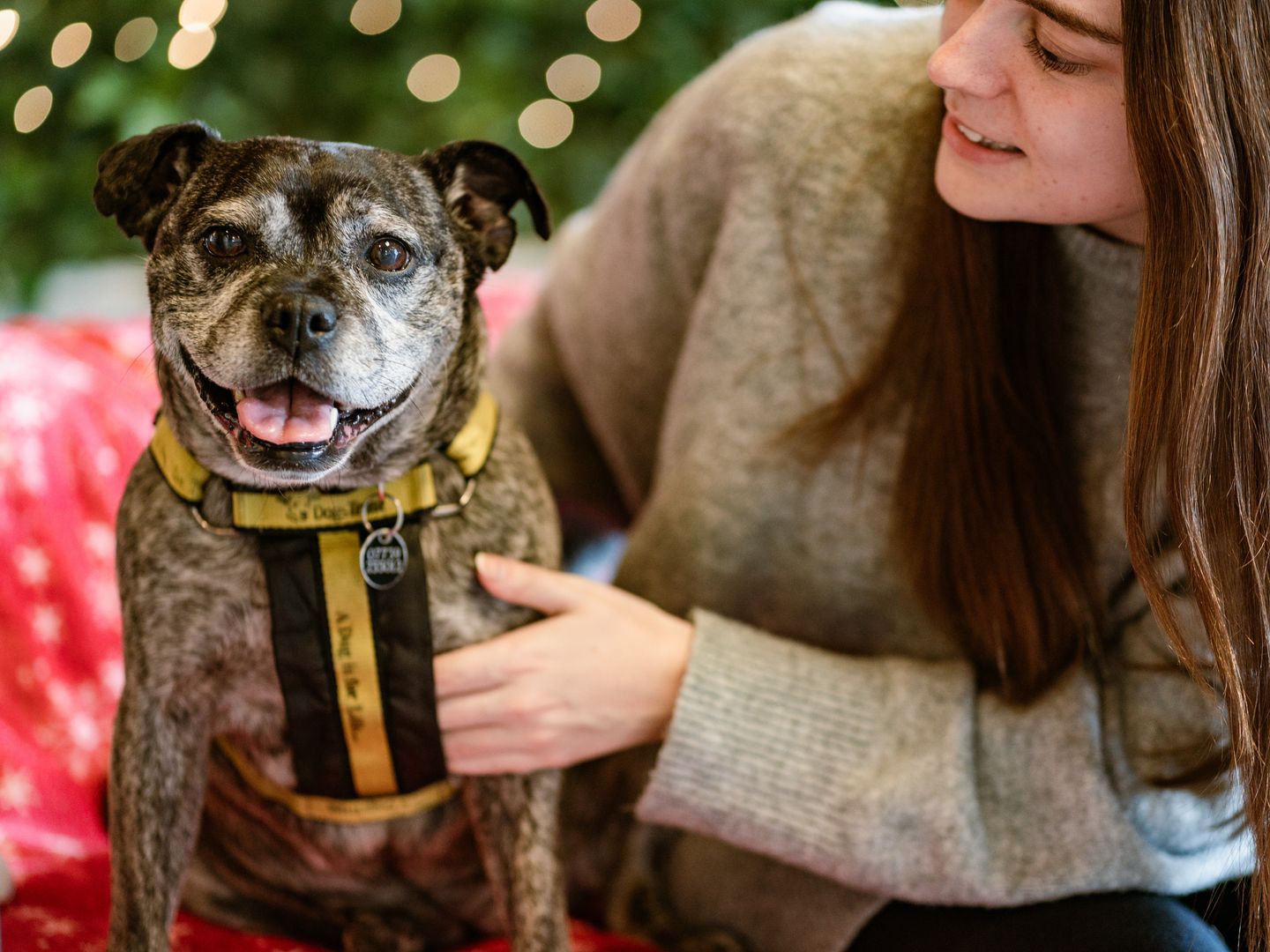 Lily Lou enjoys spending Christmas in her happy place.