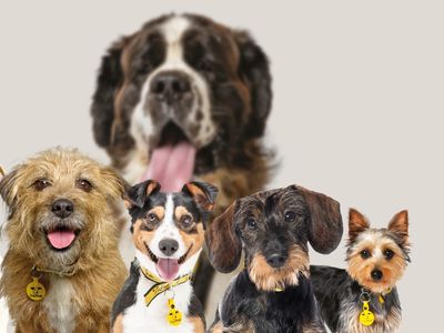 An image of lots of a staffordshire bull terrier, a border terrier, a jack Russell, a dachshund and a Yorkshire terrier in the foreground, and Mango the St Bernard obscured in the background