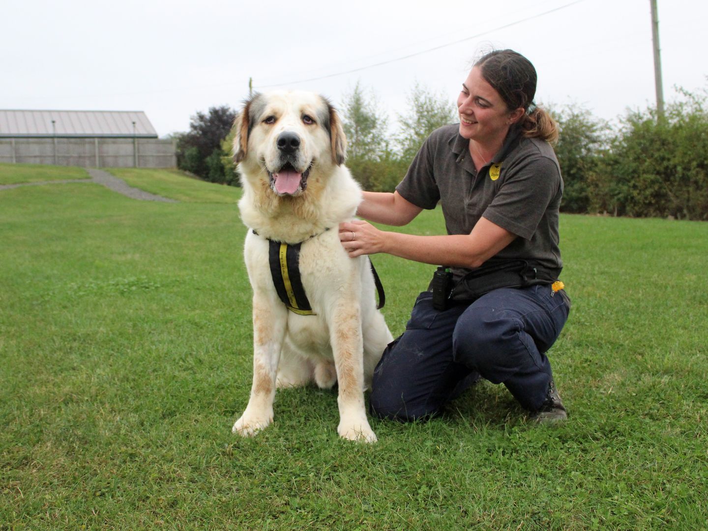 Norville a large cream crossbreed dog sitting in a green field with a female dog carer