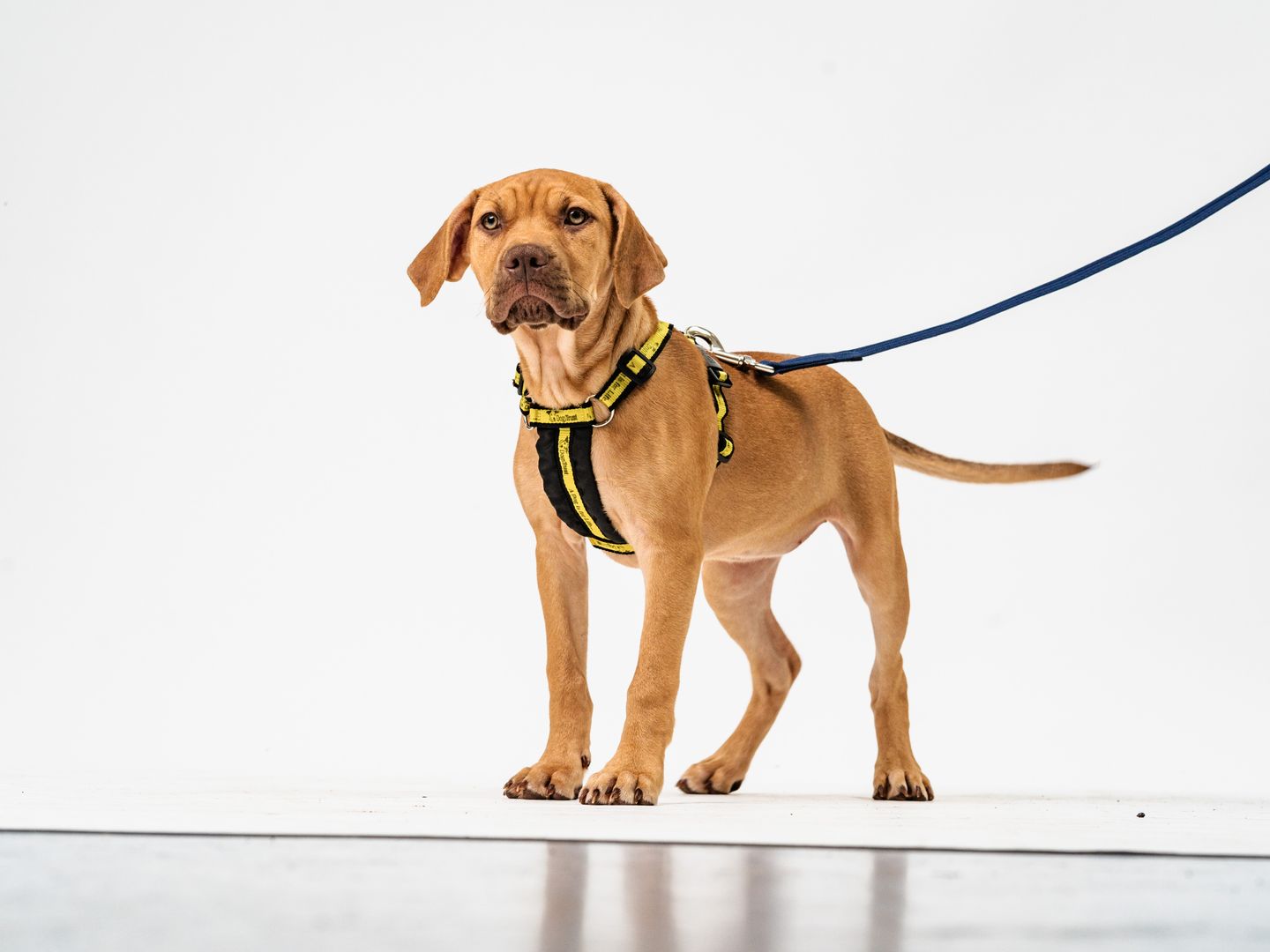 Pepper a orange coloured Mastiff puppy standing with a harness and a lead in front of a white backdrop