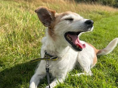 Senior Jack Russell Terrier, Poppy, is yawning while laying on the grass.