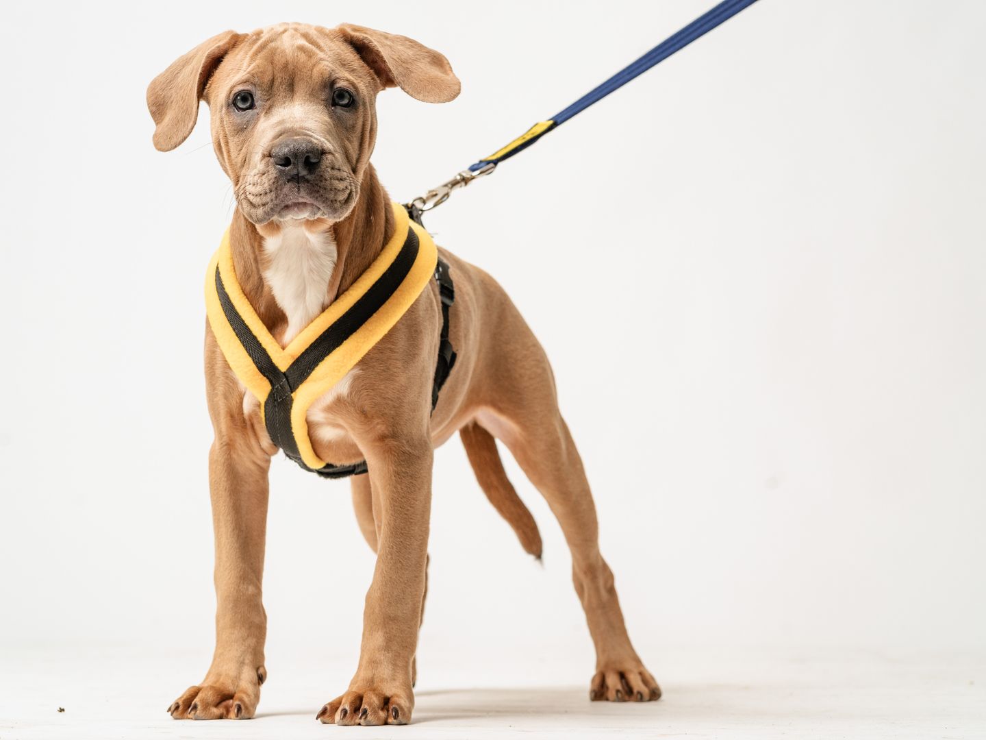 Pudding a light brown coloured Mastiff cross puppy, standing with a harness and a lead in front of a white backdrop