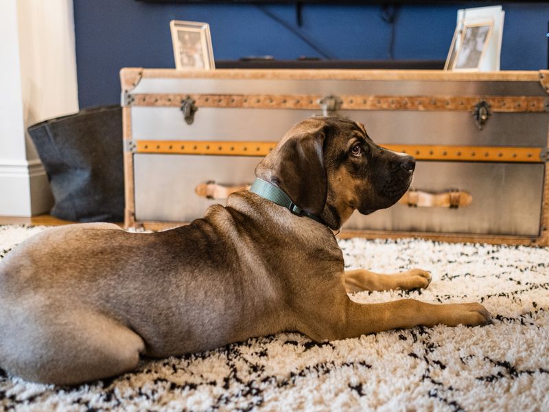 Red a large tri-coloured crossbreed puppy, sitting on a rug on the floor in the living room