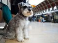 How to travel on public transport with your dog