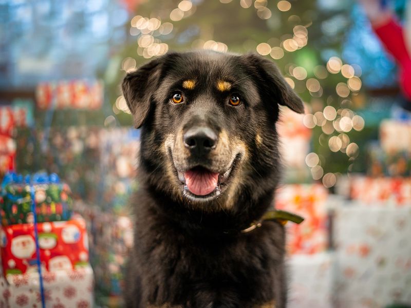 Shakira the Rottweiler cross poses in front of a Christmas tree and presents