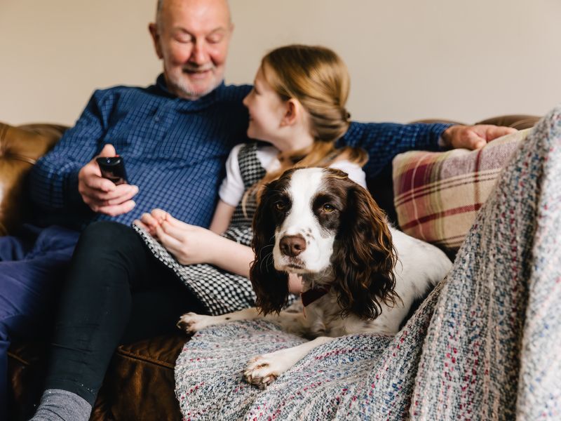 Jazz the Spaniel at home, snoozing on the sofa next to members of his family