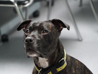 Finding behaviour and training support