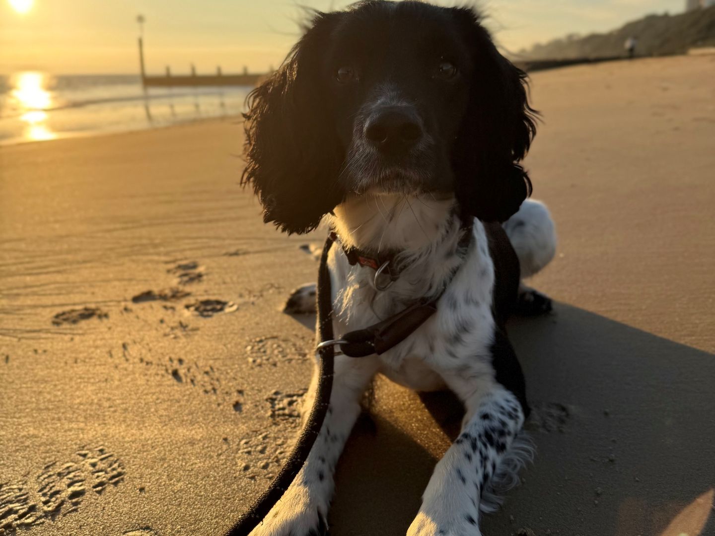 Reggie a black and white Springer Spaniel sitting down on a sandy beach at sunset