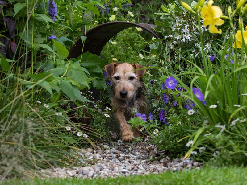 Brown terrier running through a small tunnel amongst green bushes and purple and yellow flowers.