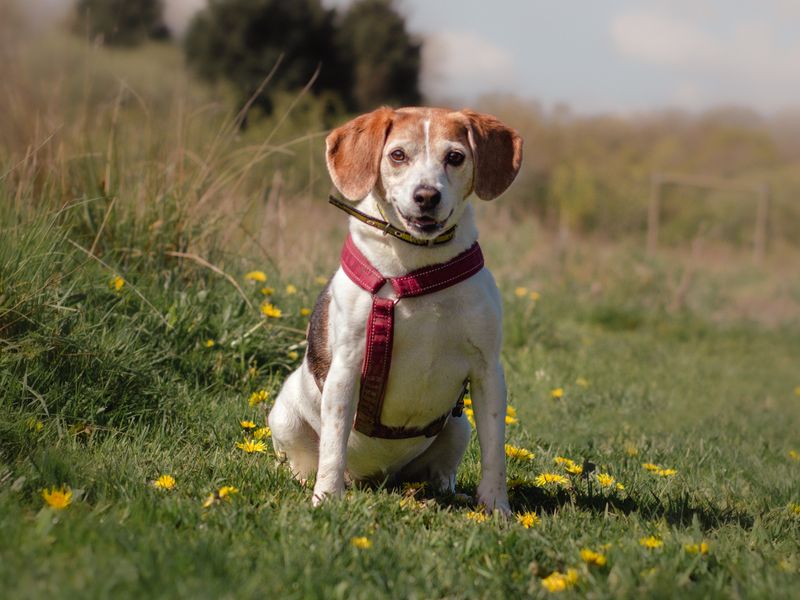 Tilly the 12-year-old Beagle smiles in a field