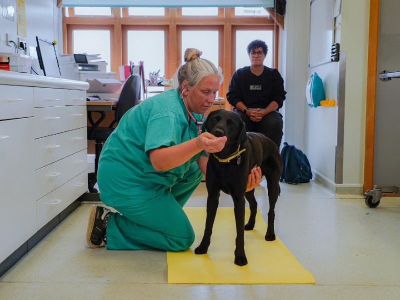vet with stethoscope checking labrador on floor with treats