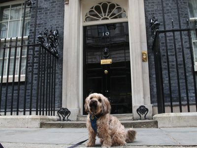 Our manifesto: a better future for dogs