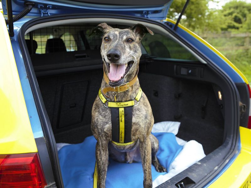 Benny the lurcher sitting in boot of a car with safety grate.
