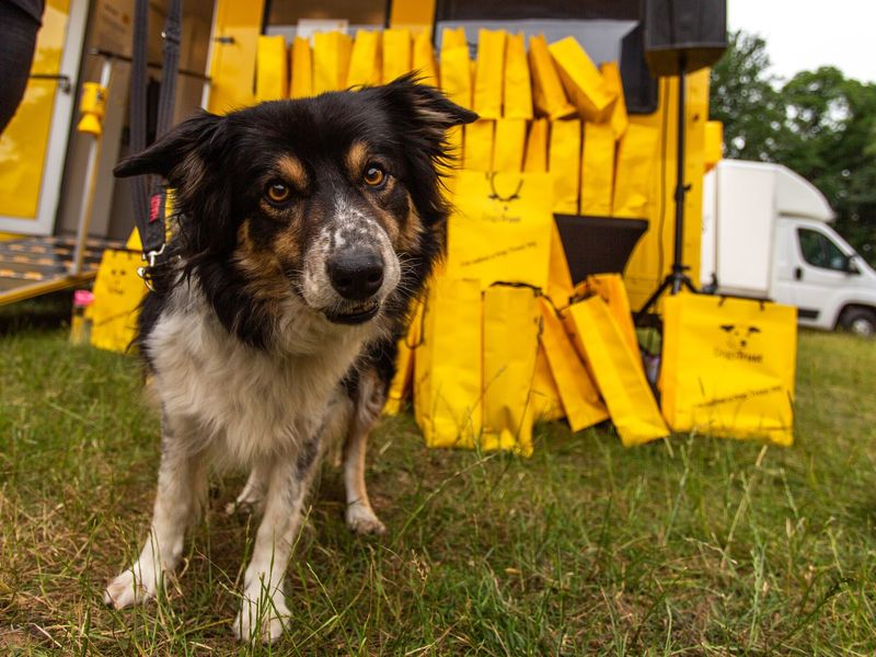 Border Collie crossbreed tri-coloured dog looking at the camera with loads of dogs trust yellow bags in the background.