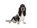 Basset Hound