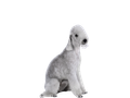 Bedlington Terrier