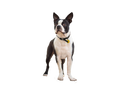 Boston Terrier