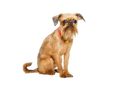Brussels Griffon