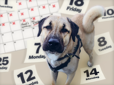 Underdogs like Hank are still waiting