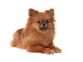 Pomeranian