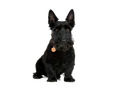 Scottish Terrier (Scottie)