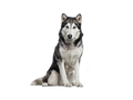 Siberian Husky