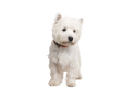 West Highland White Terrier