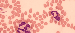 Dog Immune System Compared To Human