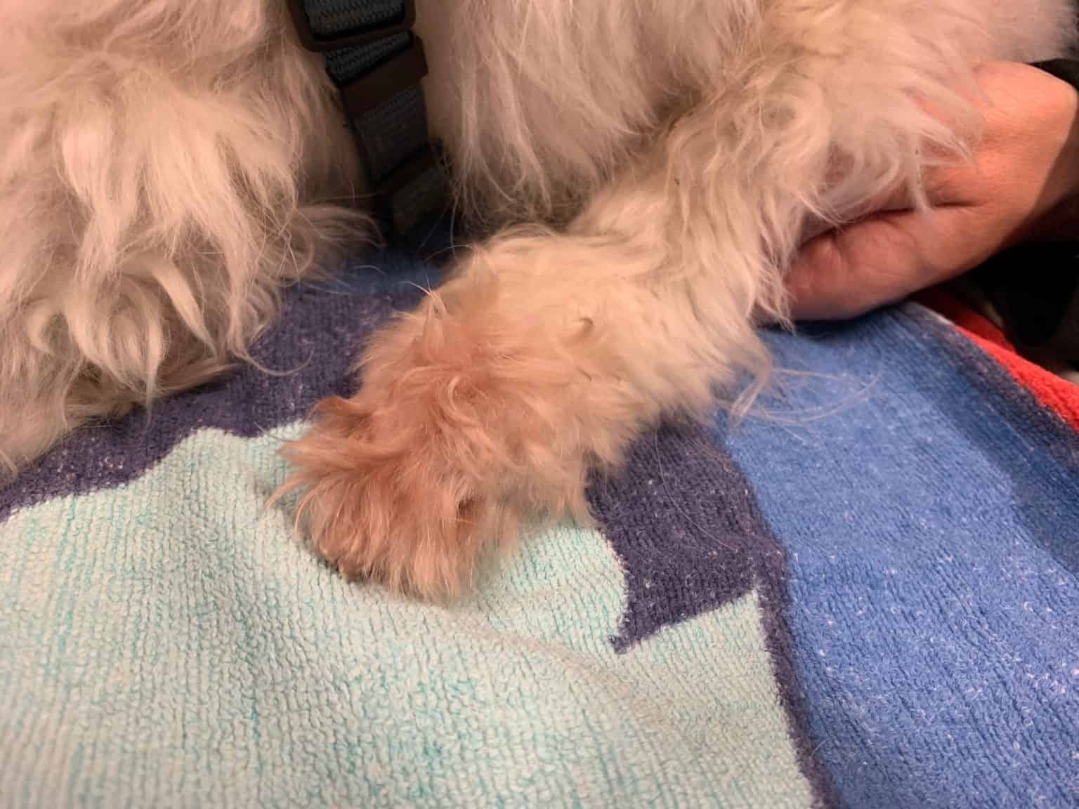 Red Fur on Dog Paws Allergy Free Dogs