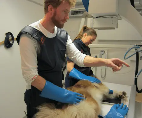 Dog with tens abdomen sedated for rediography. Private photo taken by owner