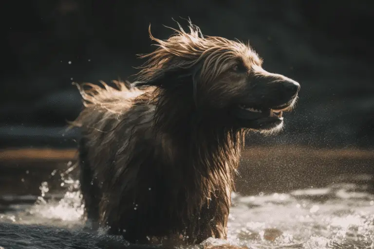 an artistic photo of a dog with big and long fur vigorously shaking water off. Image generated with MidJourney AI